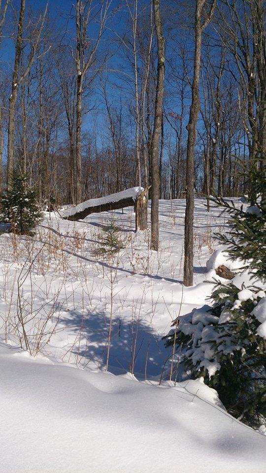Quick trip to the cAmp today, 1 hour walk, in & out, nice and sunny. The silence was awesome!!!!