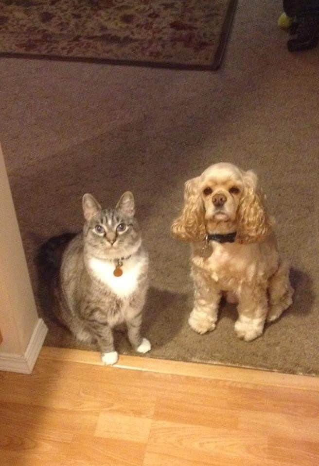 Daddy, can we go too? We’ll be good! Handsome Herschel, the VERY big cat and his fun-loving Cocker Spaniel, Sophie. Inseparable! Two faithful “Lap Flatteners”.