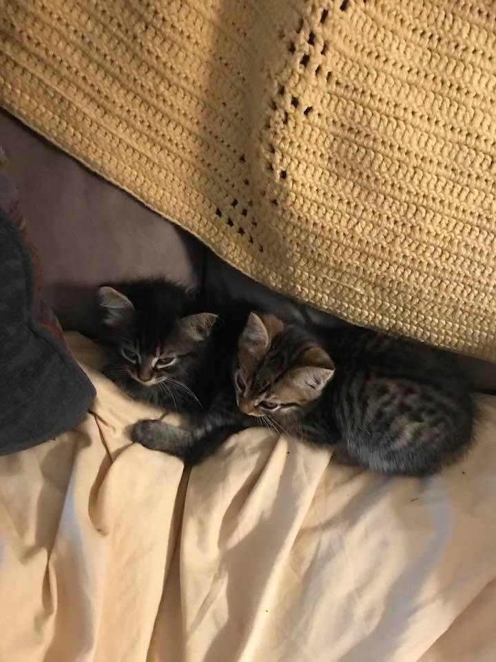 Our new babies!!