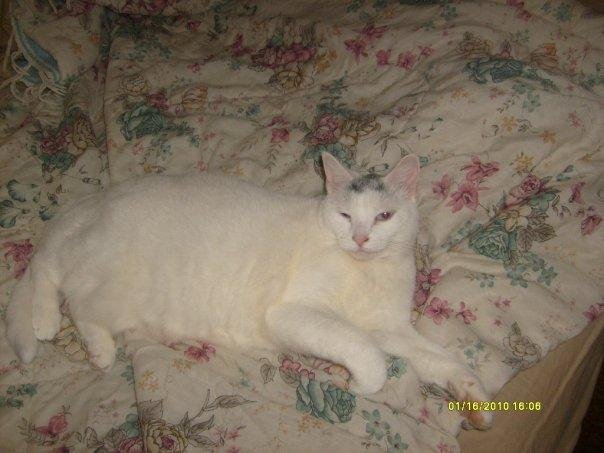 Snowball