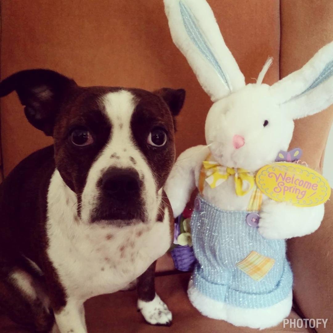 My Little Bunny !