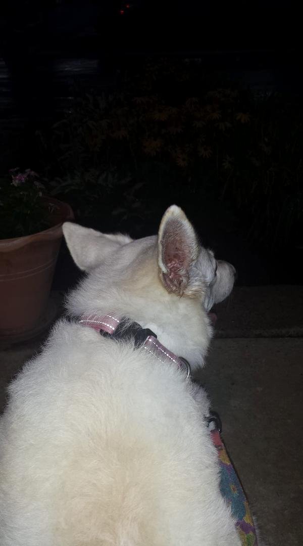 So, a big storm is whipping up with tons of thunder and lightning, and I am stuck on my front porch because Faith won't come up the 2 steps into the house. She's been having a hard time with arthritis lately, just started s