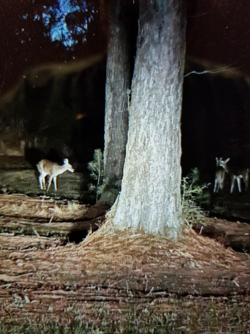 Every evening there is a gang that gathers out in front of my house....gotta say it is a quieter crowd that gathered in front of my house 55 years ago