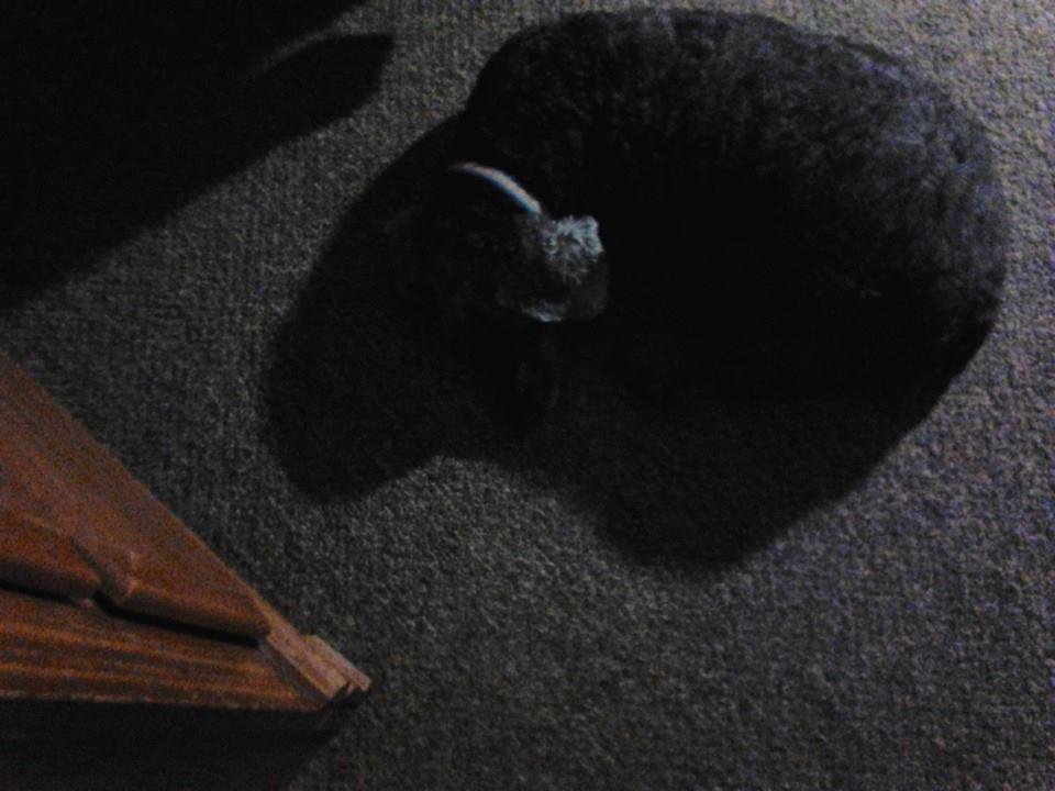 Miss Maggie cutting zzzz @ 1:38AM 5/16/14
