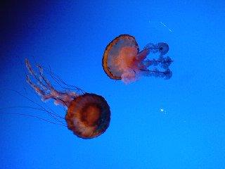 Tabitha Hanke's album, birthday trip to the aquarium 2010