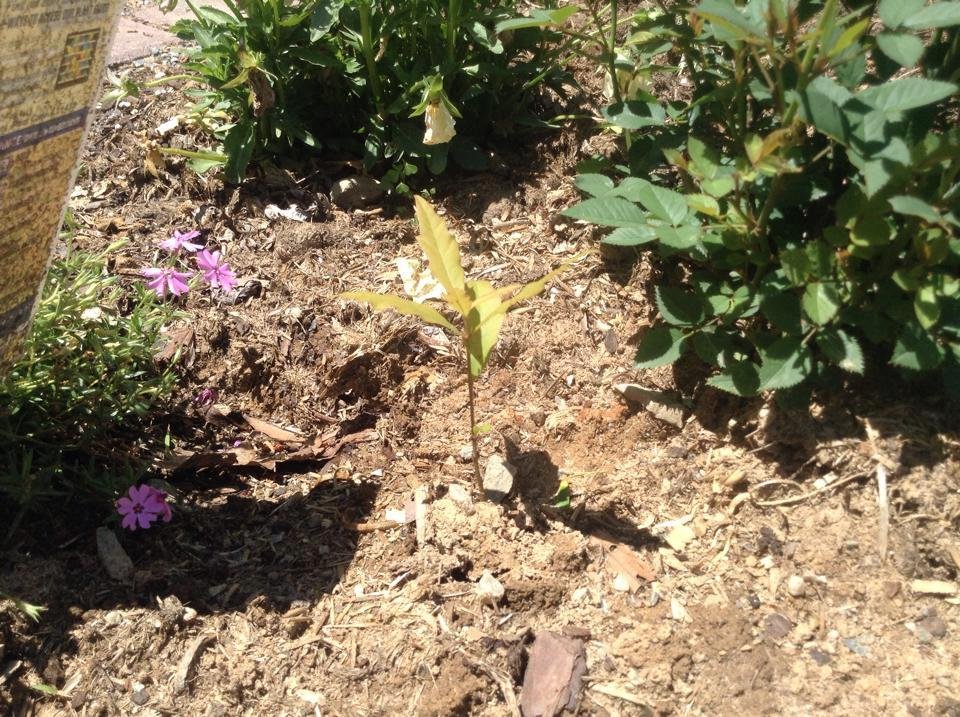 Can anyone tell me what kind of tree this is? IOW, should I weed it or keep it?