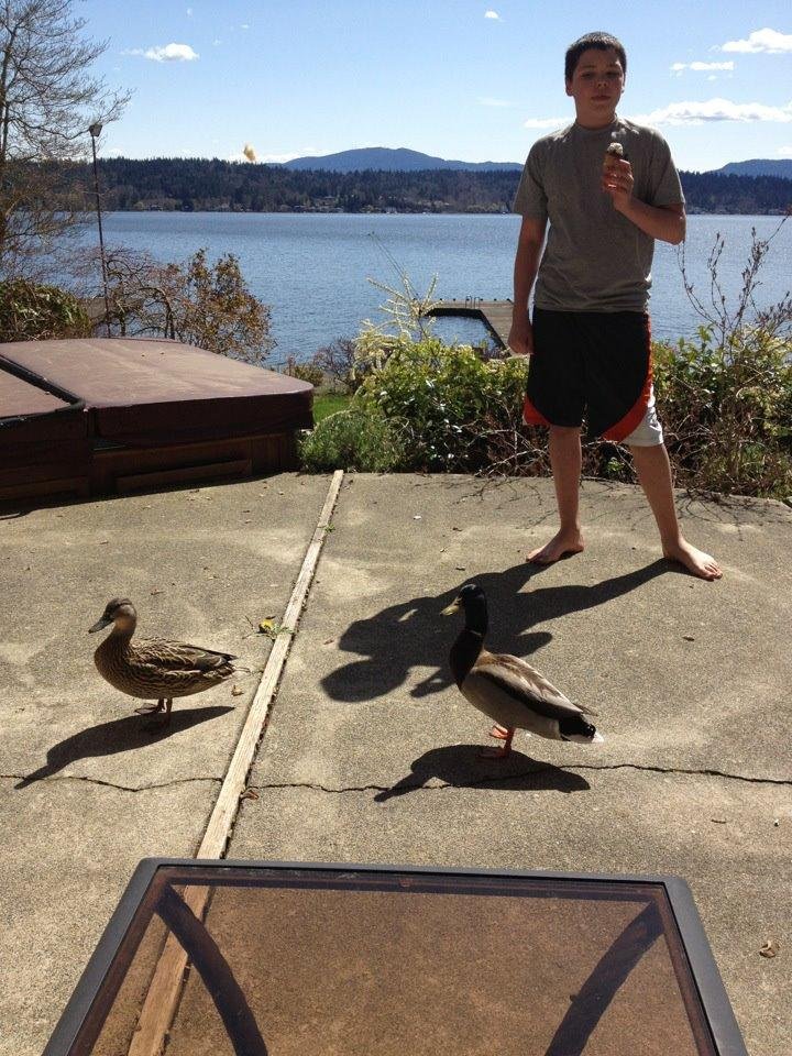 Rudy feeding mallards