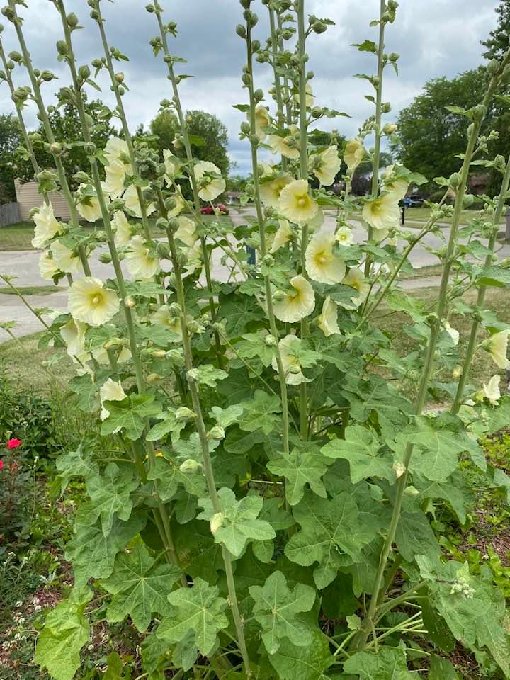 My beautiful holly hocks!