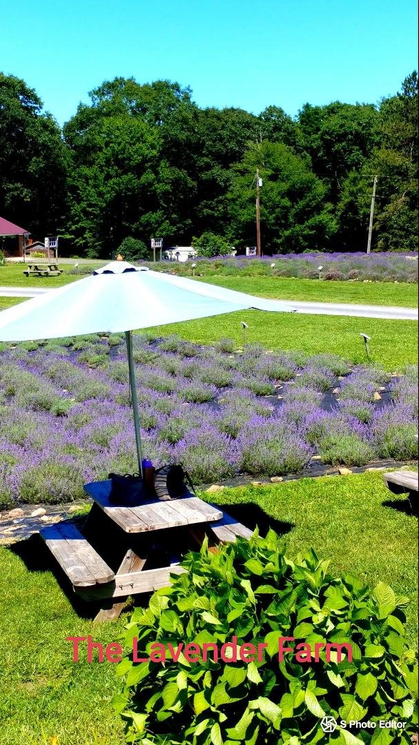 The Lavender Farm at Deep Creek, Maryland. This little farm will bring a smile to your heart!