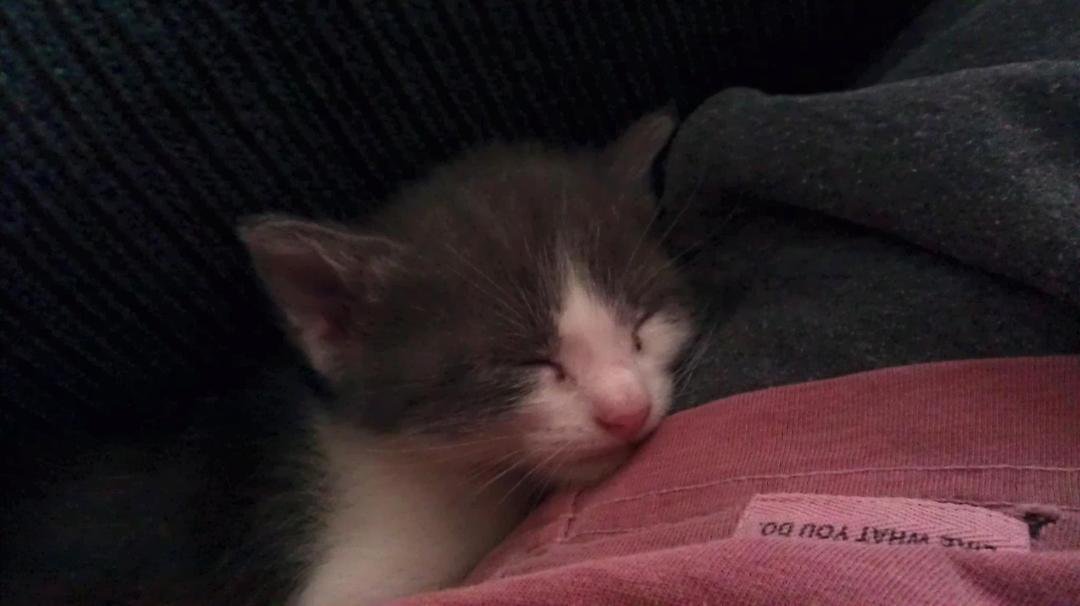 My new little buddy