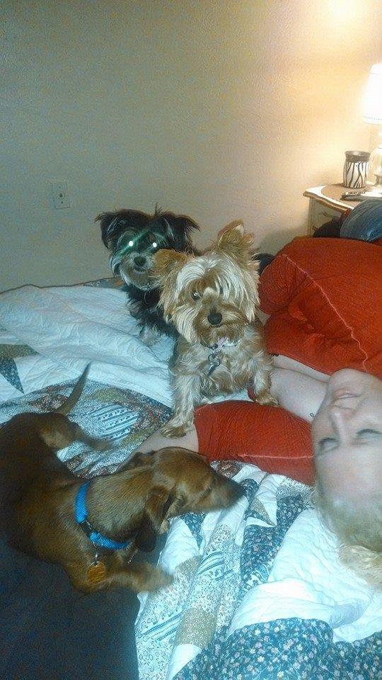Lisa Schmidt's album, Mobile Uploads