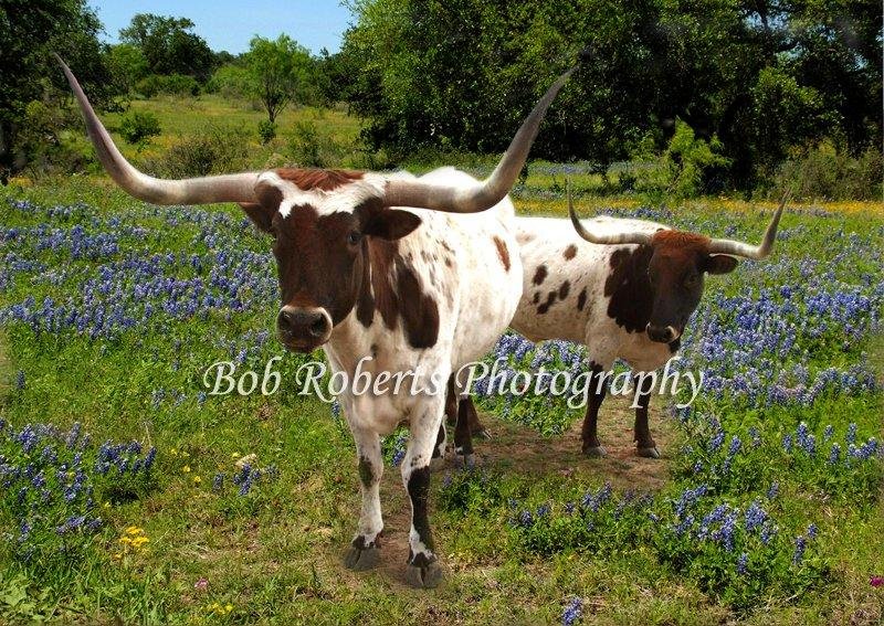Texas Longhorn Cattle in Llano, Texas