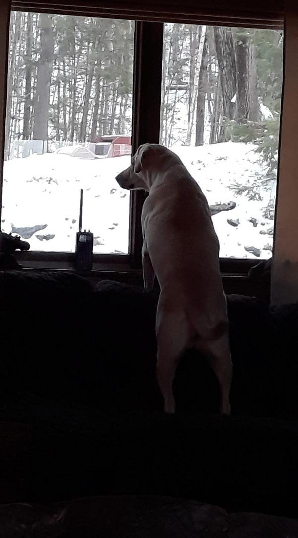 This is Xena watching Skip Leaving in the car