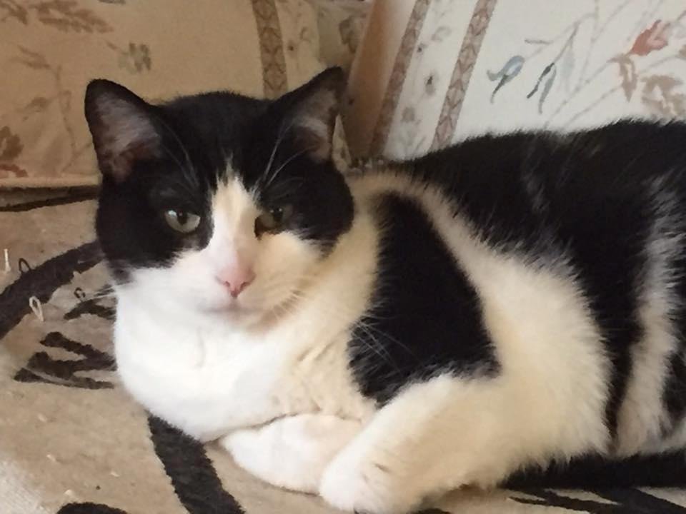 Our little mini, mighty, munchkin.....Echo...passed over the Rainbow Bridge this morning. He was 13 and, although he was the smallest, he was most definitely the alpha pet, keeping Toby, Peaches and Dylan in line. He wil