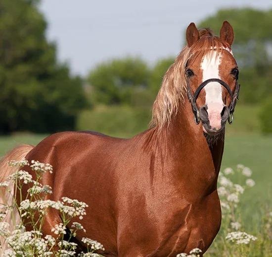 Happy Birthday to our friend Pix Bylorne ... ! and ... may you collect a full stable of Ponies ... All the Best ... !