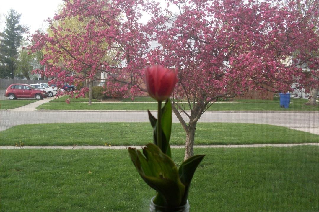 View  from the kitchen window! Love Spring!