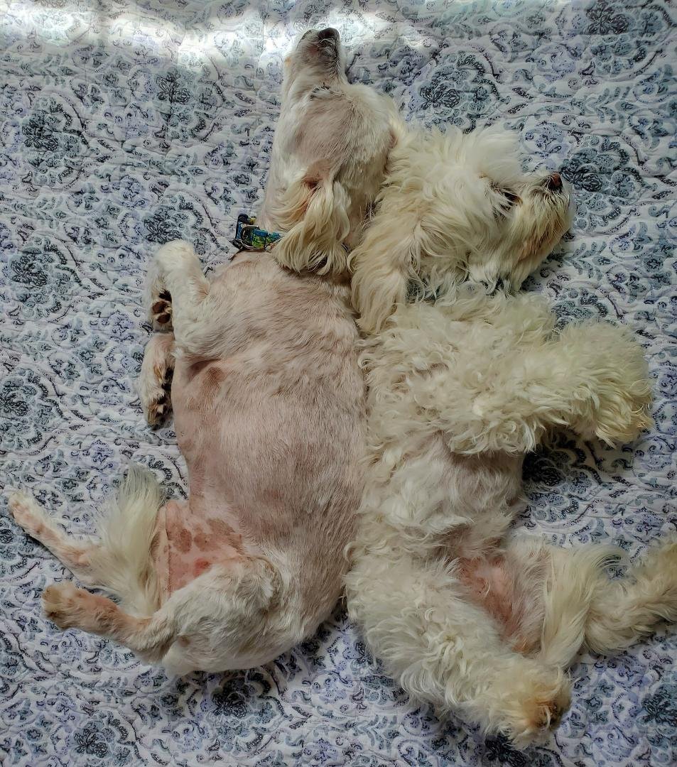 Lazy puppy day.