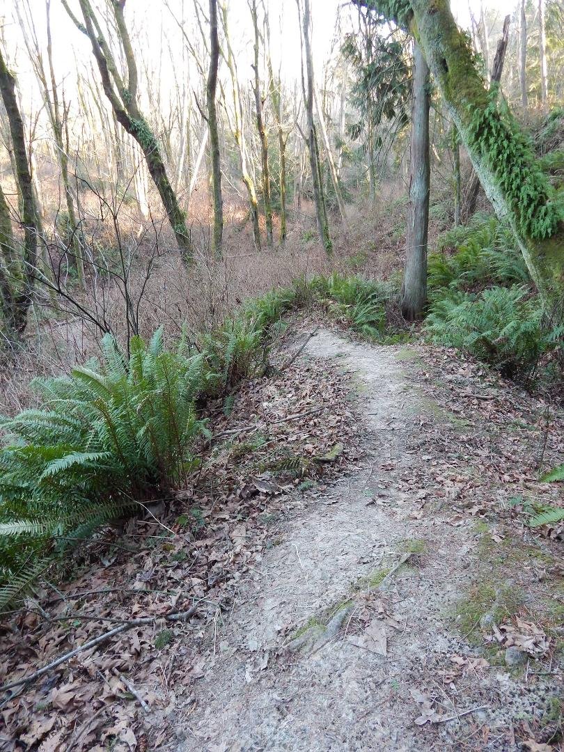 The Pacific Northwest may seem dreary to some during the winter time. The days are short and if it is overcast it can be dark early in the day. The other day I went to Fauntleroy Park on one of the cold sunny days this w