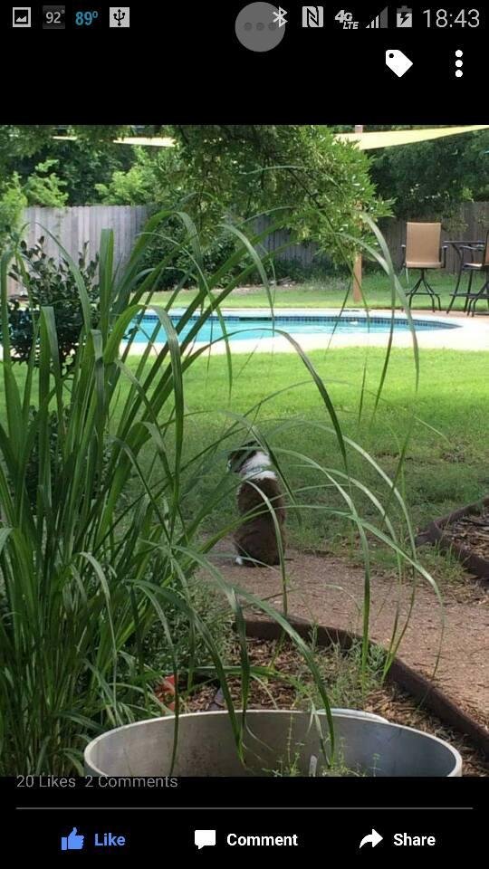 My daughter-in-law Sophie made this picture of their puppy in her backyard. She makes such good pictures, & I love this one.