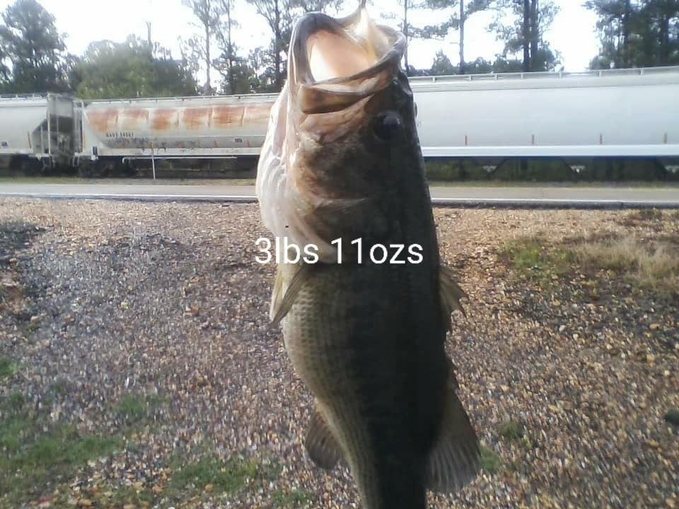 Caught around 330 today in 2ft of water 3ft from shoreline