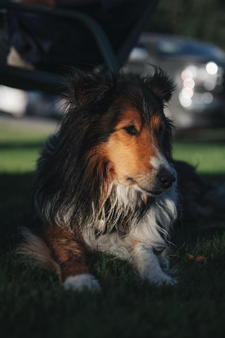 Oliver resting at the lake near Terrace BC.