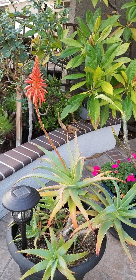 It's a bloomin' aloe.