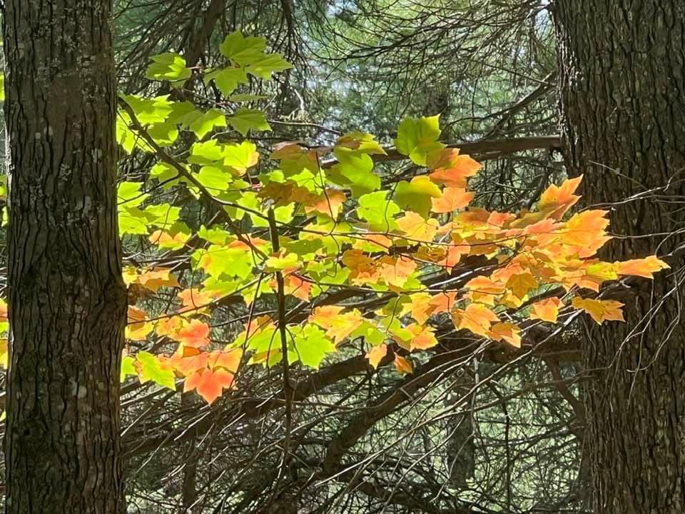 Beverly Wagner's album, Mobile uploads