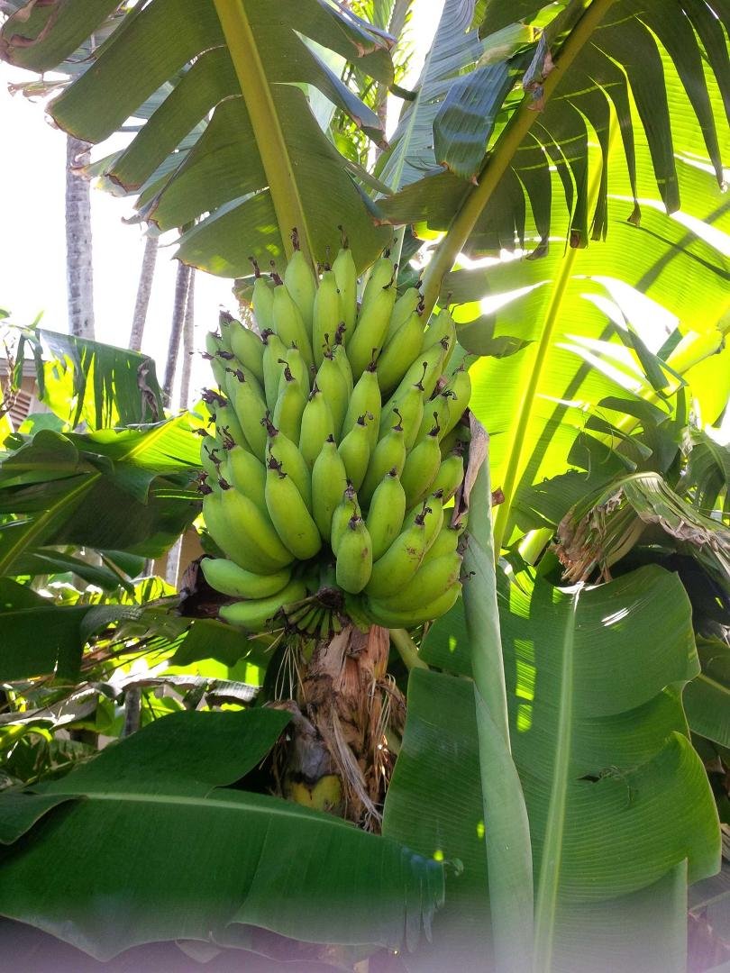 Banana tree...