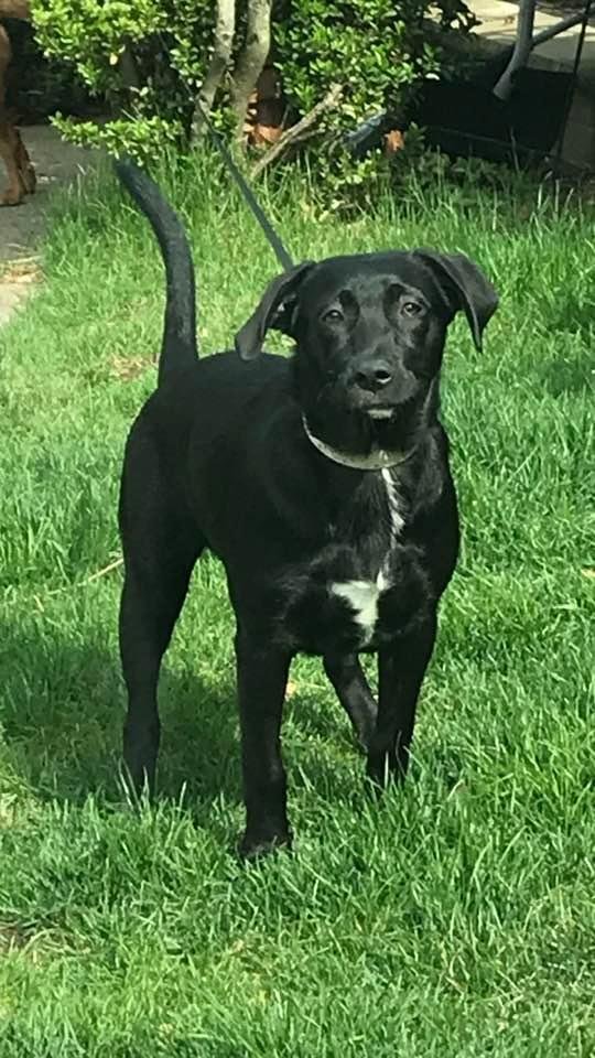 Happy national puppy day to Luna❤️