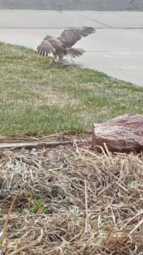 This hawk has a rabbit across the street from us. They also have a tiny chihuahua in their home.
