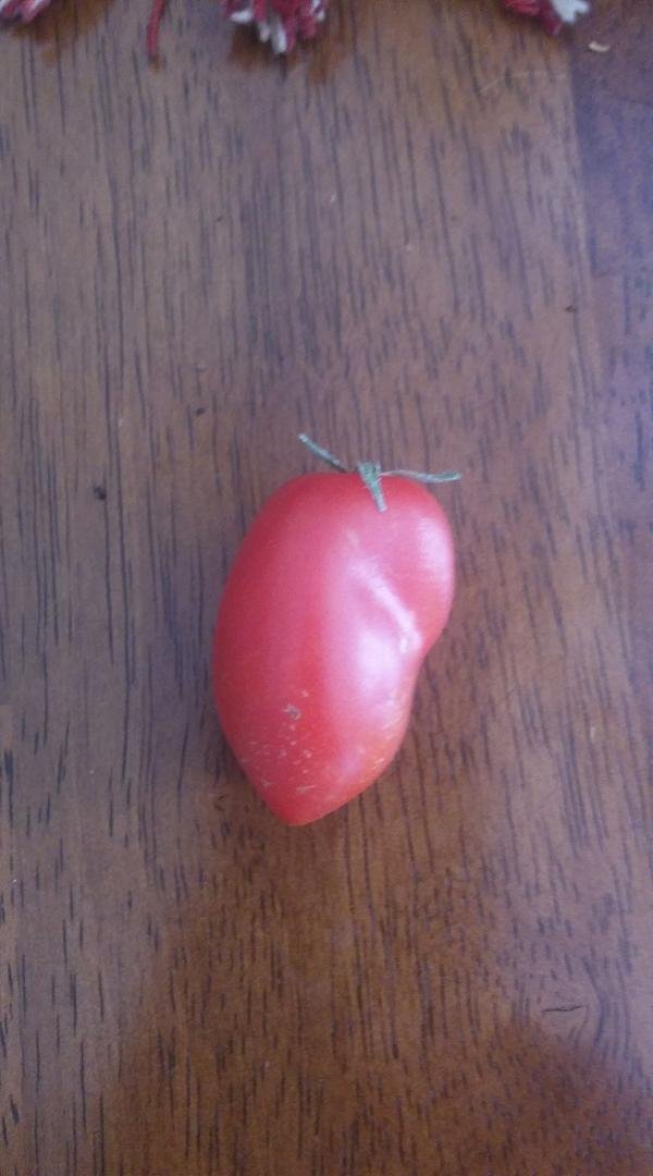 My first roma. Its not the prettiest bit I grew it!