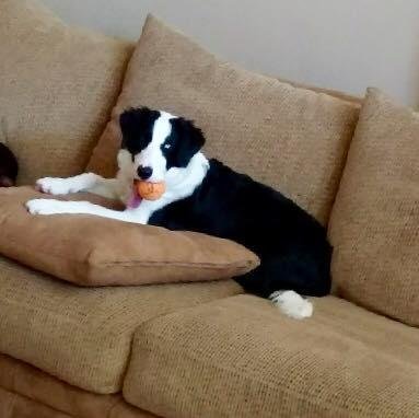 Happy National Dog day from Levi🐶❤️