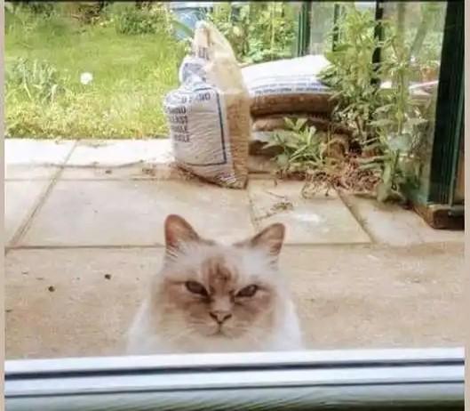 My neighbor's cat comes over regularly to disapprove of me.