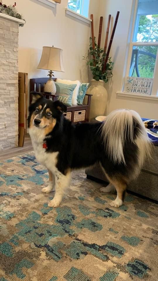 Maddie got groomed by someone here in Florence that shows Australia Shepherds. Now she’s the princess she thinks she is.