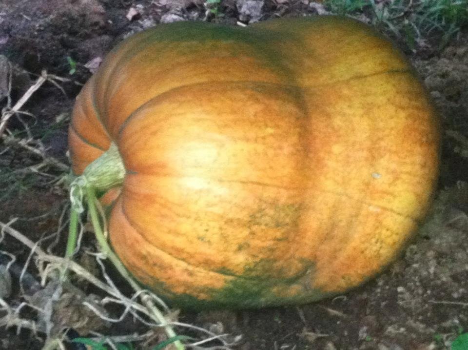Bob's giant pumpkin