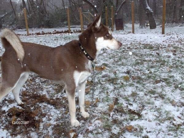 Beautiful picture of my Maggie. She loved the snow.