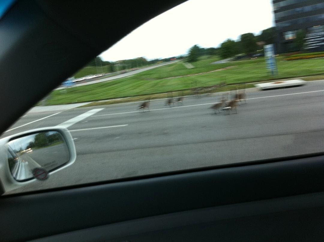 Last of geese crossing Metcalf Ave in Overland Park, Kansas