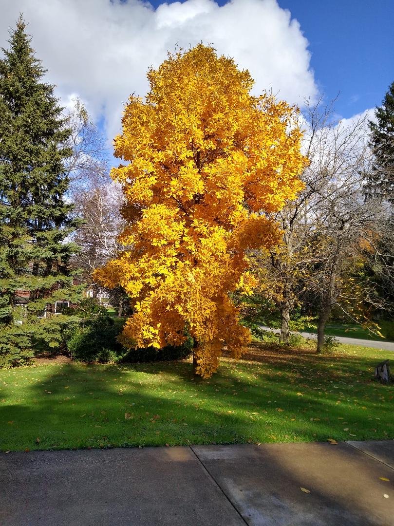 We call this our sunshine tree!