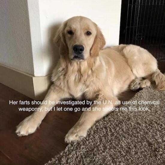 laughed so hard my wife cried....