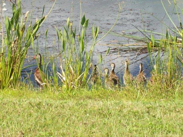Black-bellied Whistling Duck family- Viera Wetlands 9/17/09