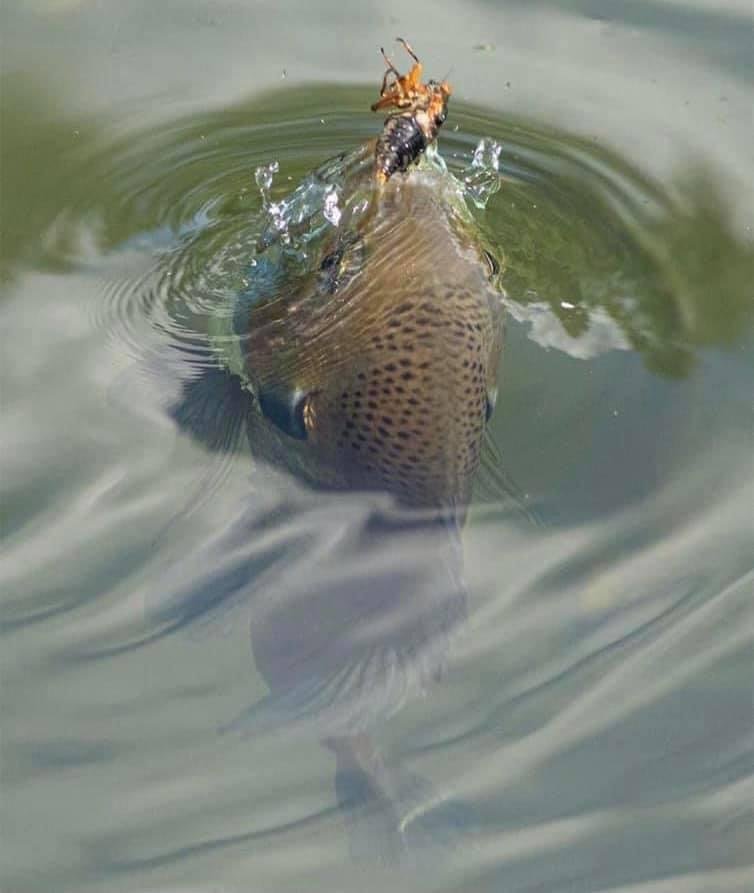 No wonder the bite has slowed, these fish are gorging themselves silly on these cicadas