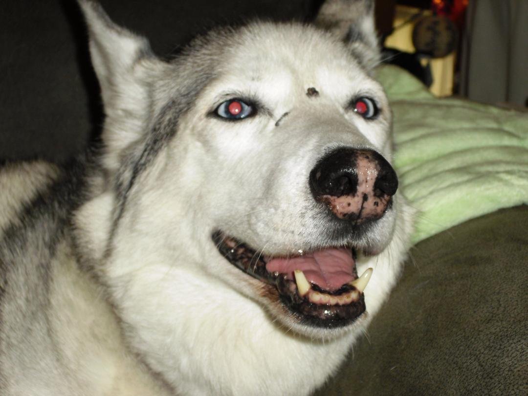 Storm relaxing on the sofa a few years back, probably late 2010 or early 2011.