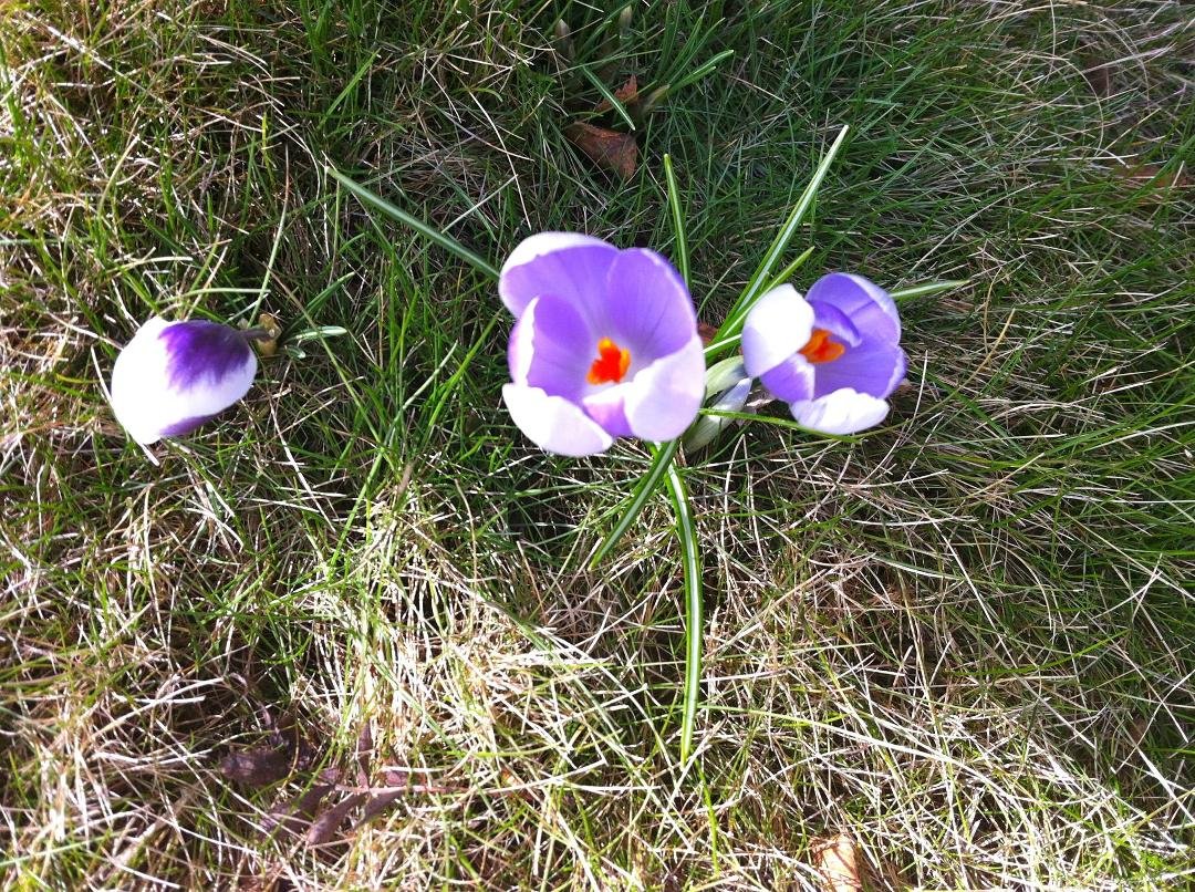At last!  Signs of spring at 232!