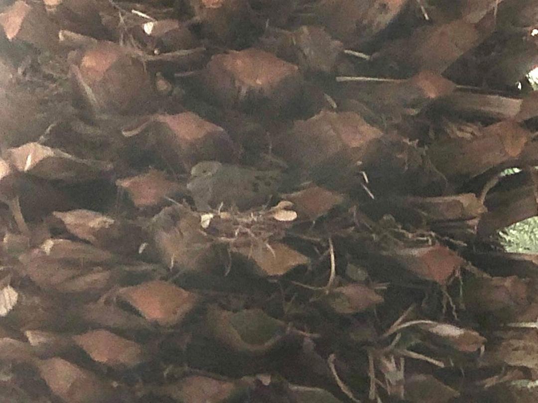 Dove outside my hotel window in Nevada.