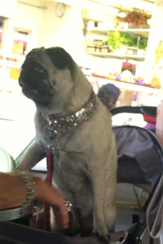Check out the bling on the dog and the human hand! The things you see at the Farmers Market in Los Angeles!