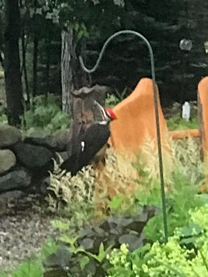 Big boy on our feeder this morning.