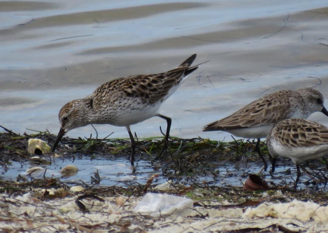 A bad back has limited me to birding by car and/or short walks. Still, I'm trying to keep up with the Bird a Day challenge. Currently, I'm at 135 days in a row adding a new bird to the list. I got lucky in Cedar Key on W