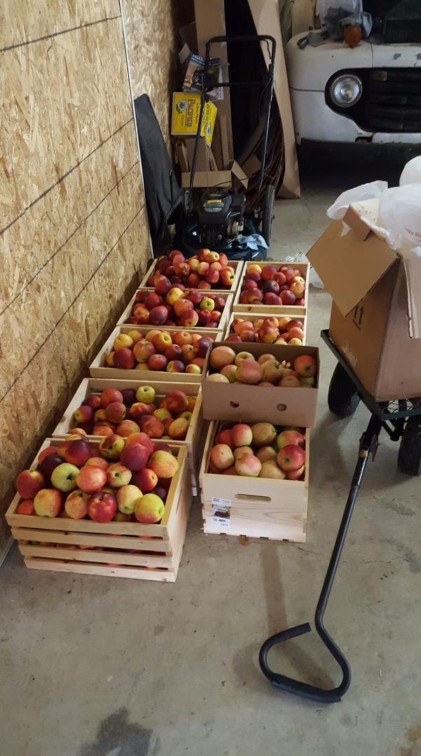 First picking of the cider apples plus 10 gallons of cider in the freezer.