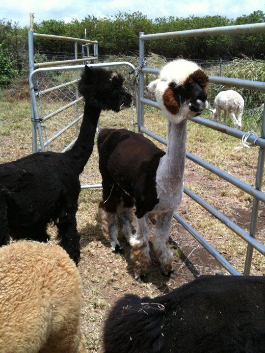 Friend Fran and I visited newly sheared alpacas at Na'alehu farm. So curious and cute...