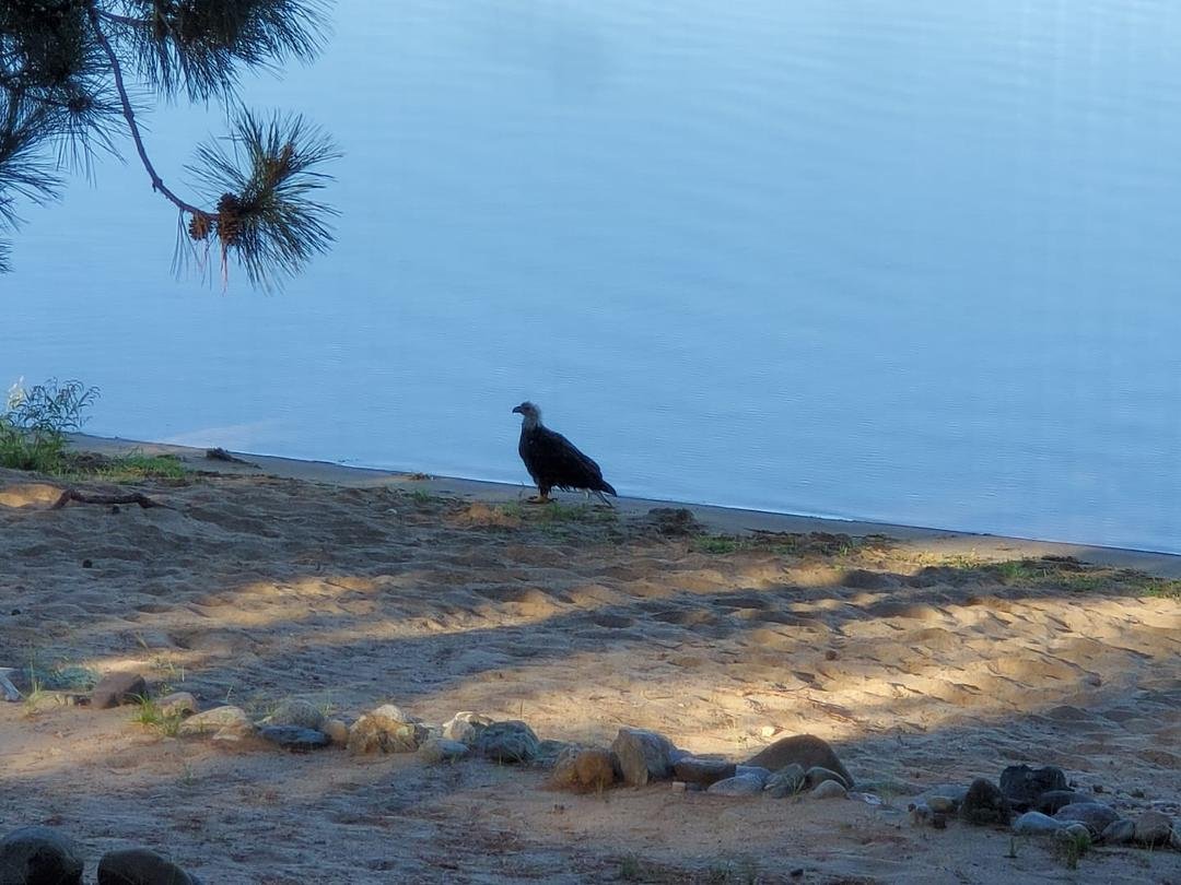 Just now on the beach. One of two (the other just flew away before this was taken).